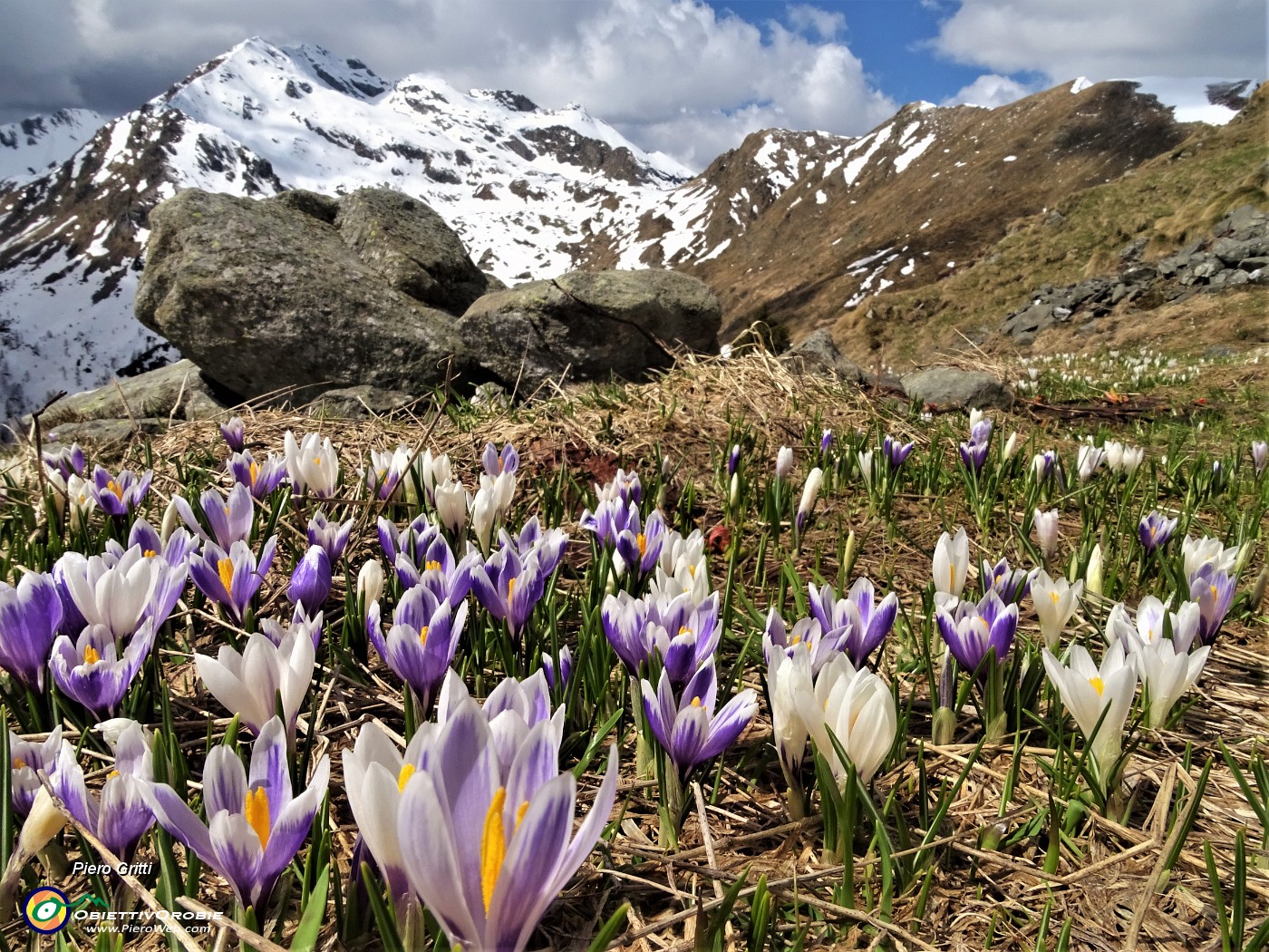 48 Crocus Vernus bianchi e violetti con vista verso il Ponteranica .JPG